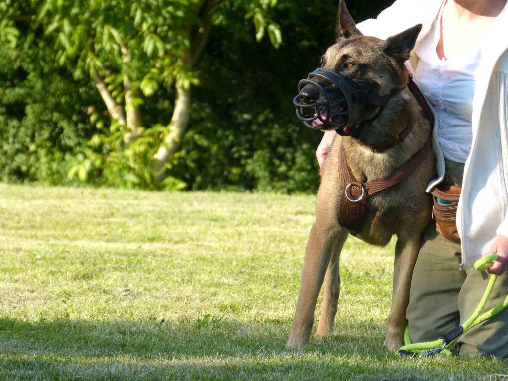 MutMachKurs HUNDECOUCH